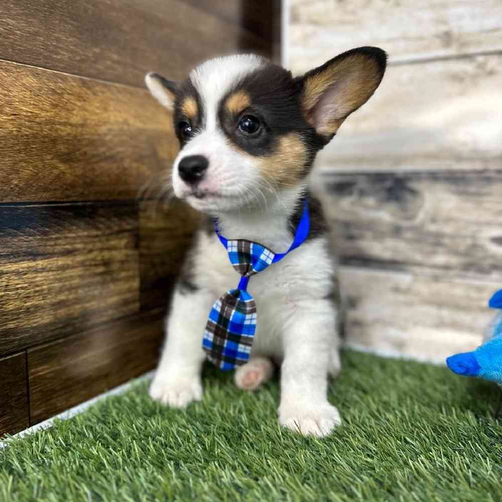 Male Pembroke Welsh Corgi Puppy for Sale in Saugus, MA