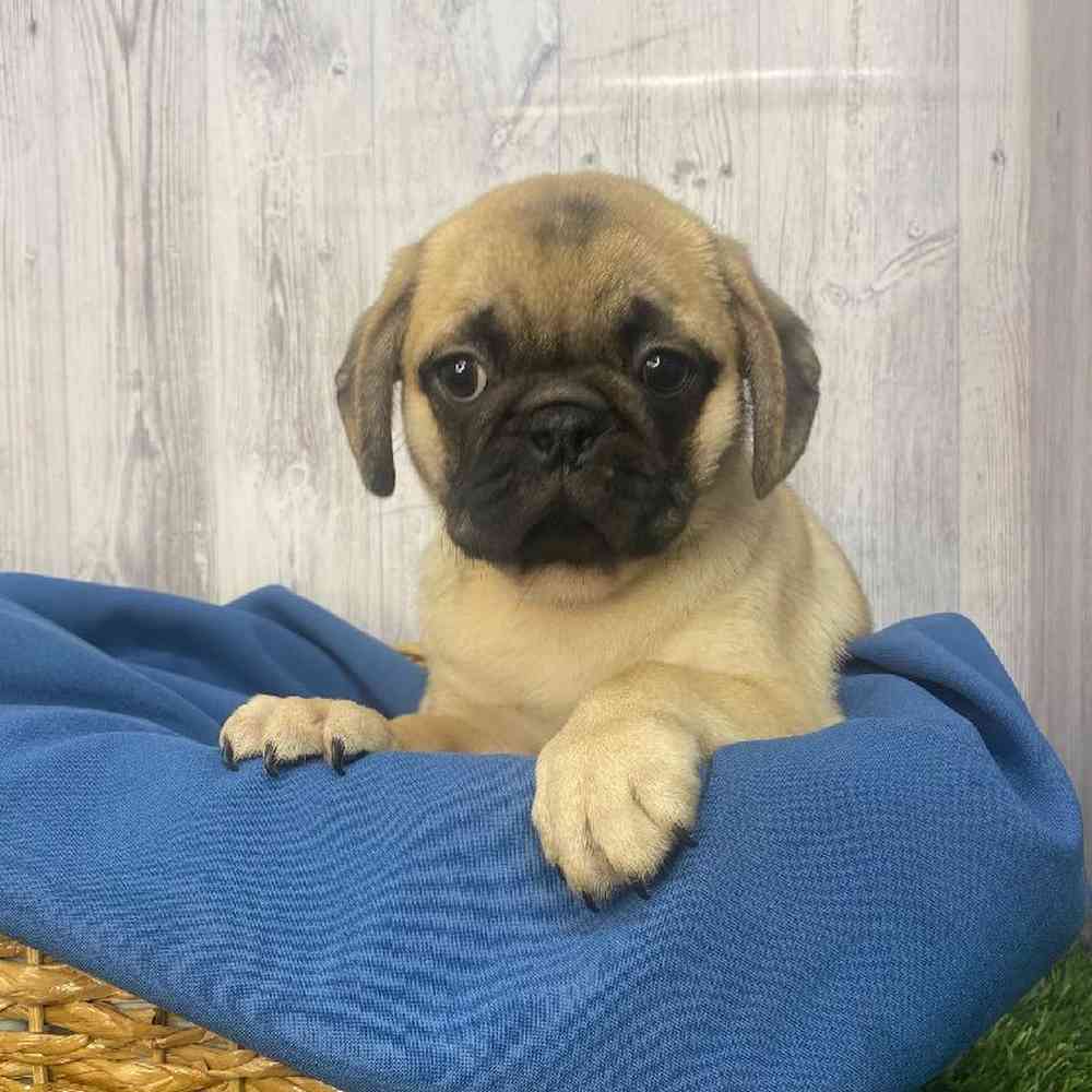 Male Pug Puppy for Sale in Saugus, MA