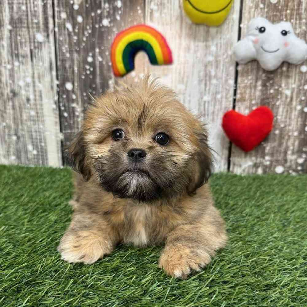 Female Lhasa Apso Puppy for Sale in Saugus, MA