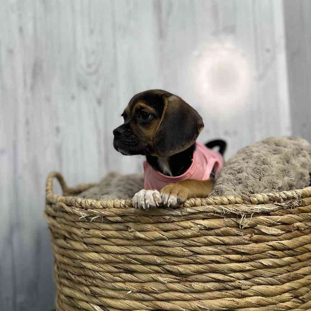 Female Puggle Puppy for sale