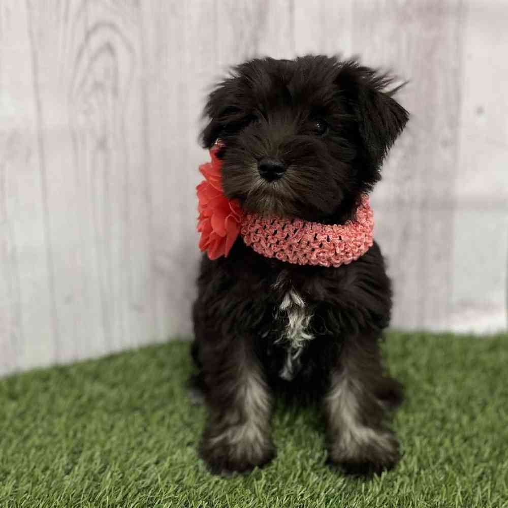 Female Miniature Schnauzer Puppy for Sale in Braintree, MA