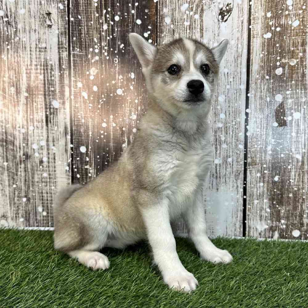 Female Alaskan Klee Kai Puppy for Sale in Saugus, MA