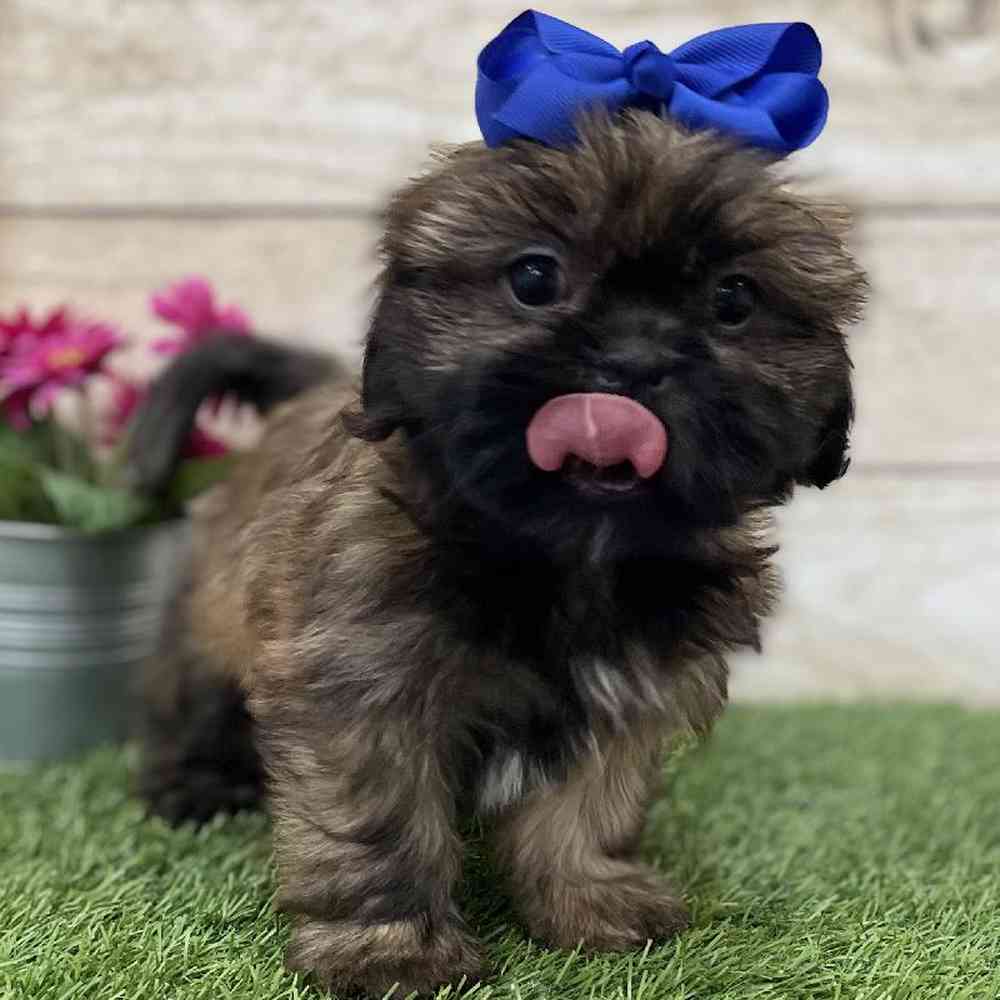 Female Shih Tzu Puppy for Sale in Braintree, MA