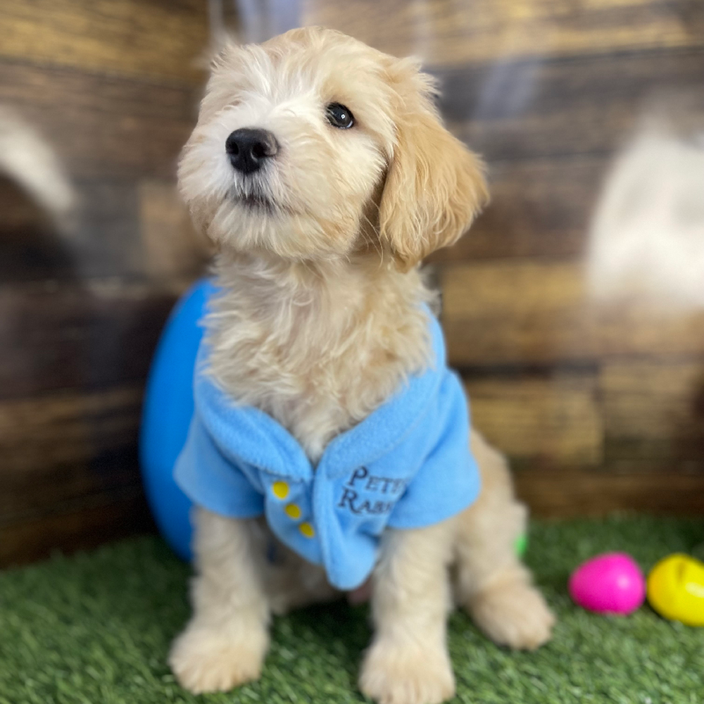 Male Mini Labradoodle 2nd Gen Puppy for Sale in Saugus, MA