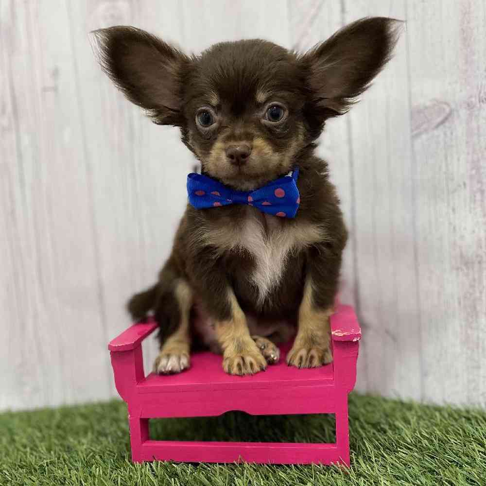 Male Chihuahua Puppy for Sale in Braintree, MA