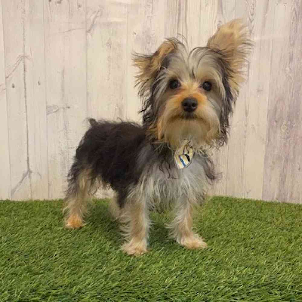 Male Yorkshire Terrier Puppy for Sale in Saugus, MA