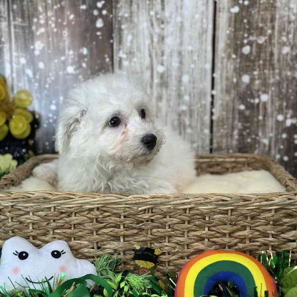 Male Griffichon Puppy for Sale in Saugus, MA