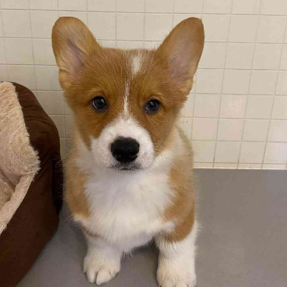 Male Pembroke Welsh Corgi Puppy for sale