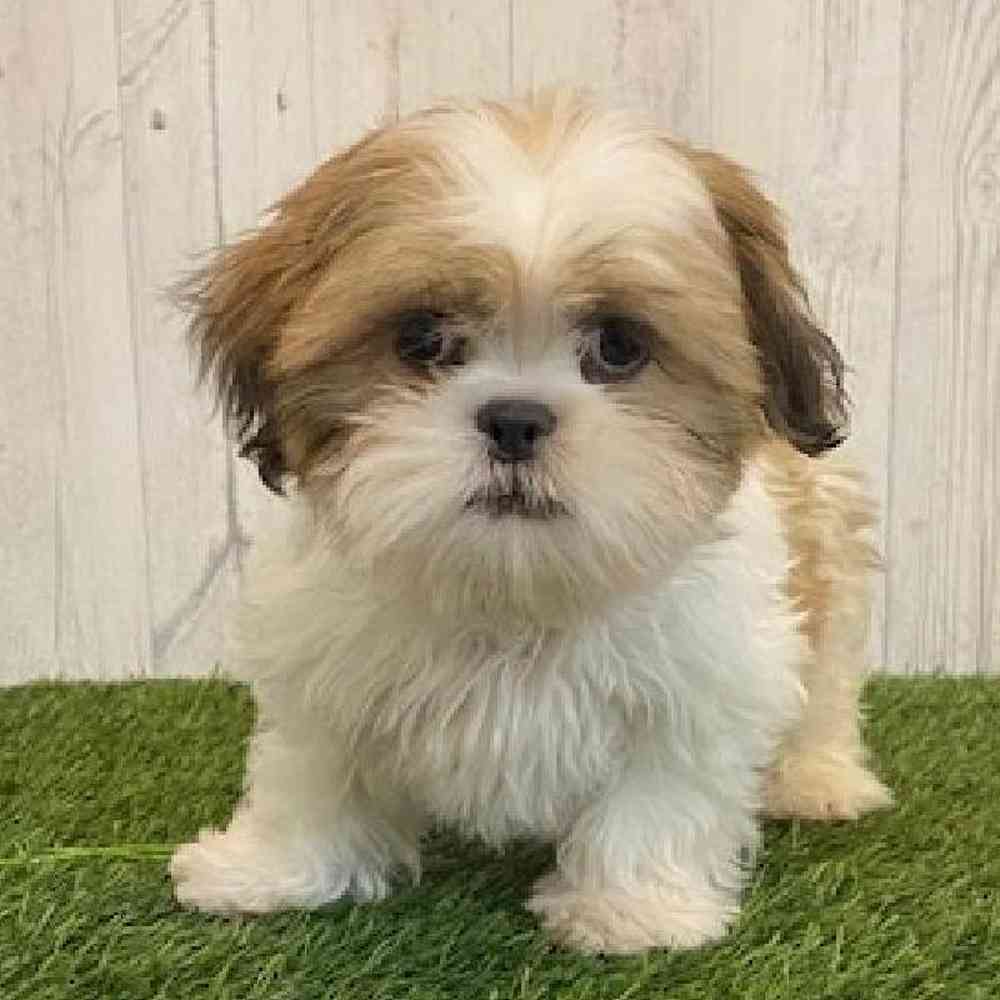 Male Shih Tzu Puppy for sale