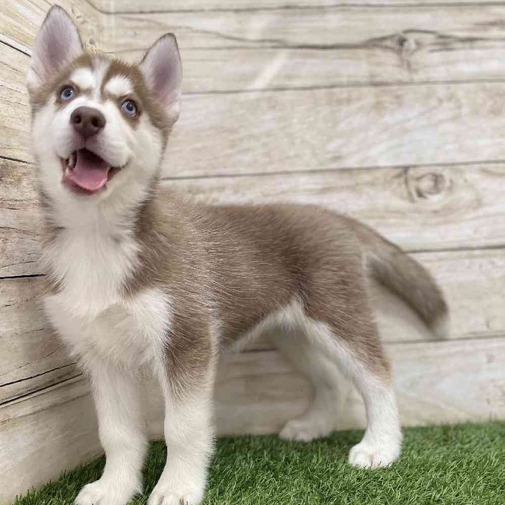 Female Siberian Husky Puppy for Sale in Braintree, MA