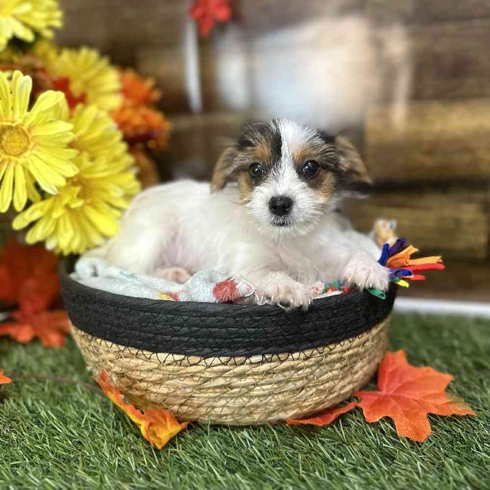 Female Biewer Yorkshire Terrier Puppy for Sale in Saugus, MA