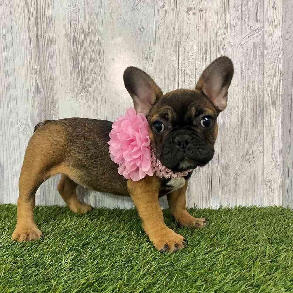 Female French Bulldog Puppy for Sale in Saugus, MA