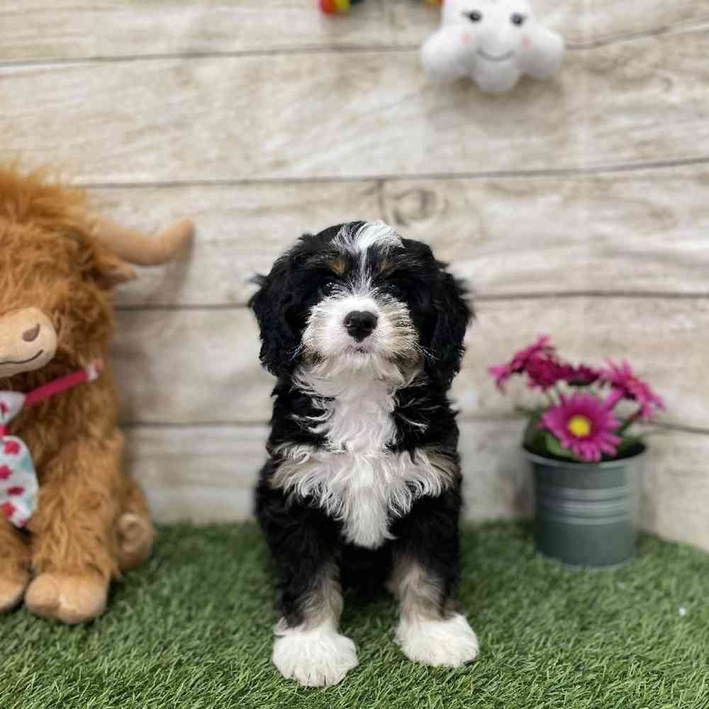 Female Mini Bernedoodle 2nd Gen Puppy for Sale in Braintree, MA