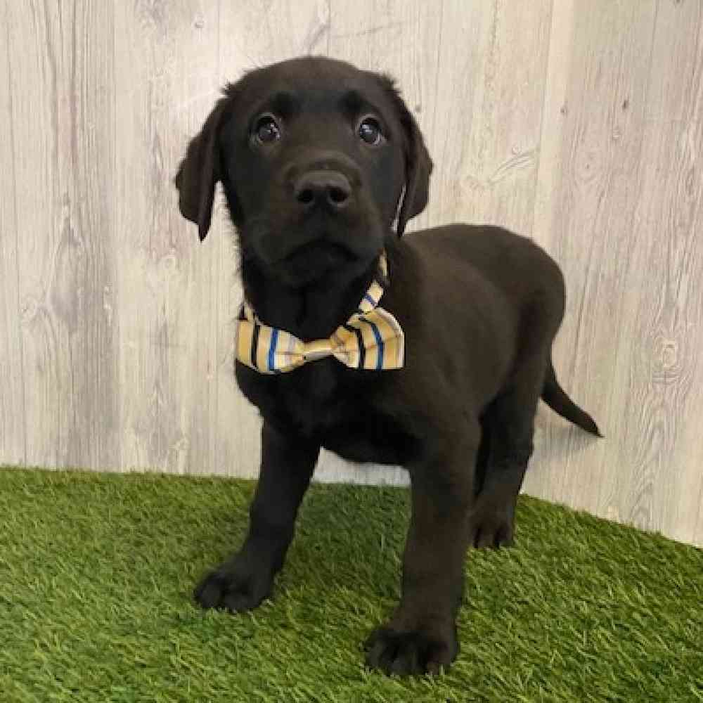 Male Labrador Retriever Puppy for sale