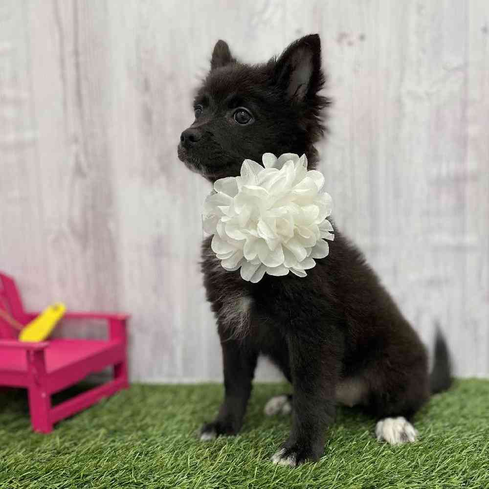 Female Pomimo Puppy for Sale in Braintree, MA