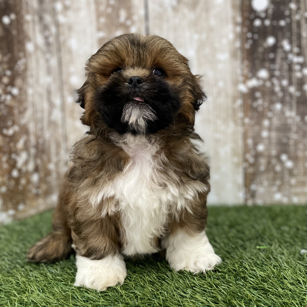 Male Lhasa Apso Puppy for Sale in Braintree, MA