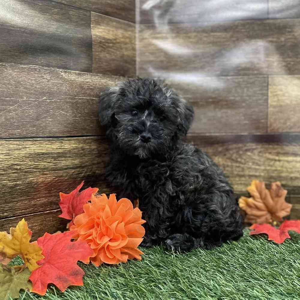Female Schnoodle Puppy for Sale in Braintree, MA