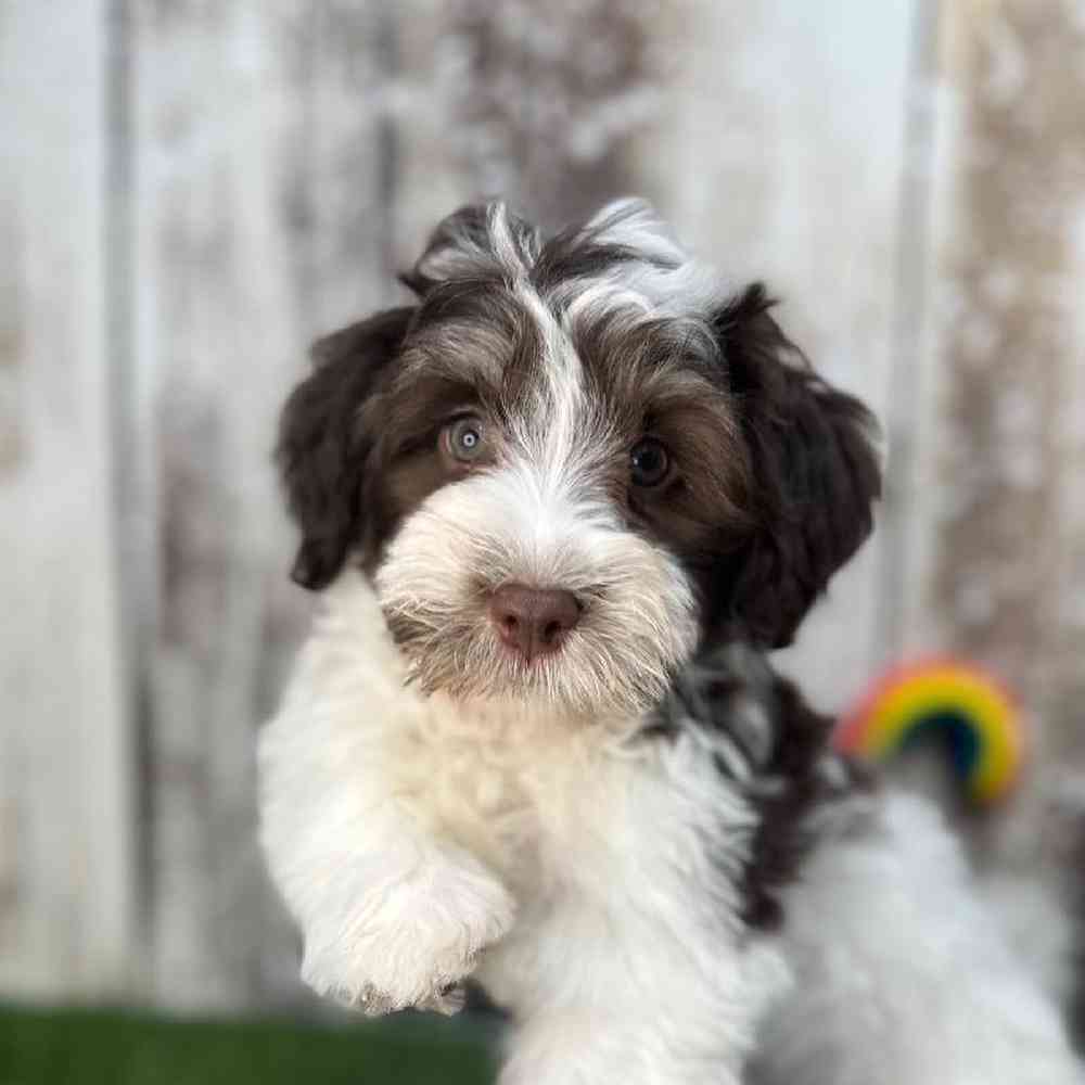 Male Havanese Puppy for Sale in Saugus, MA