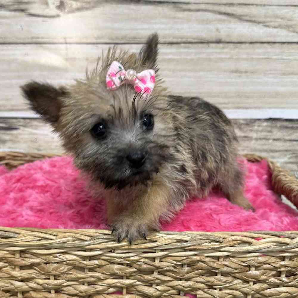 Female Cairn Terrier Puppy for Sale in Saugus, MA