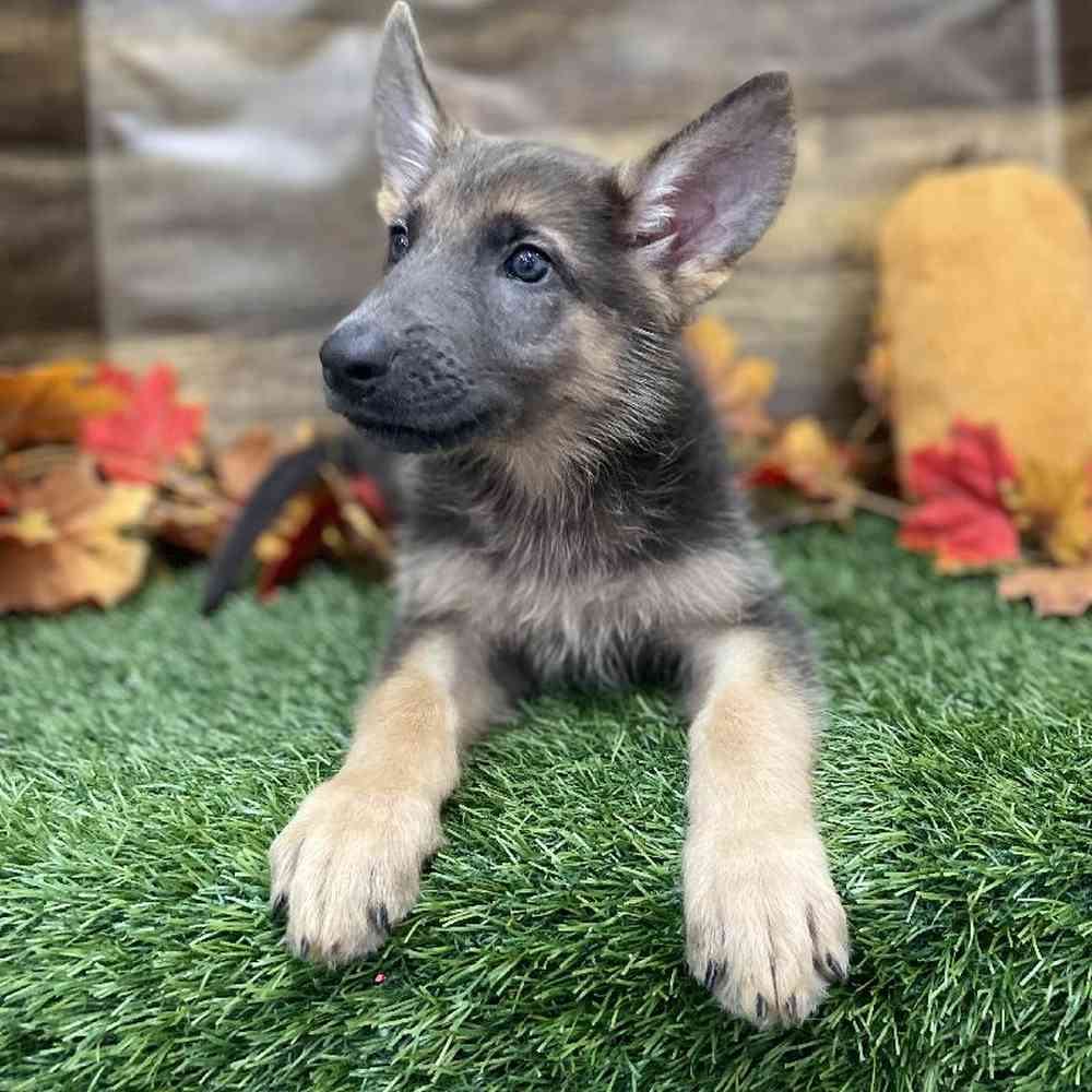 Female German Shepherd Dog Puppy for Sale in Braintree, MA