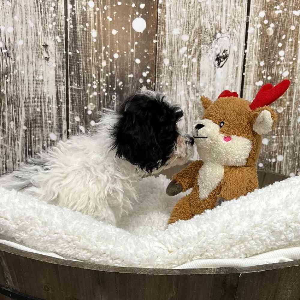 Female Cavachon Puppy for Sale in Saugus, MA