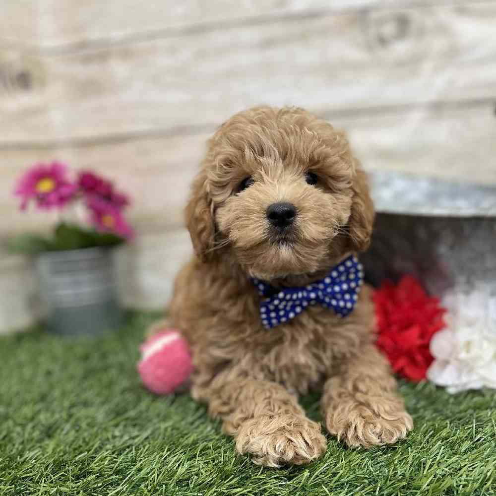 Male Mini Labradoodle 2nd Gen Puppy for Sale in Braintree, MA