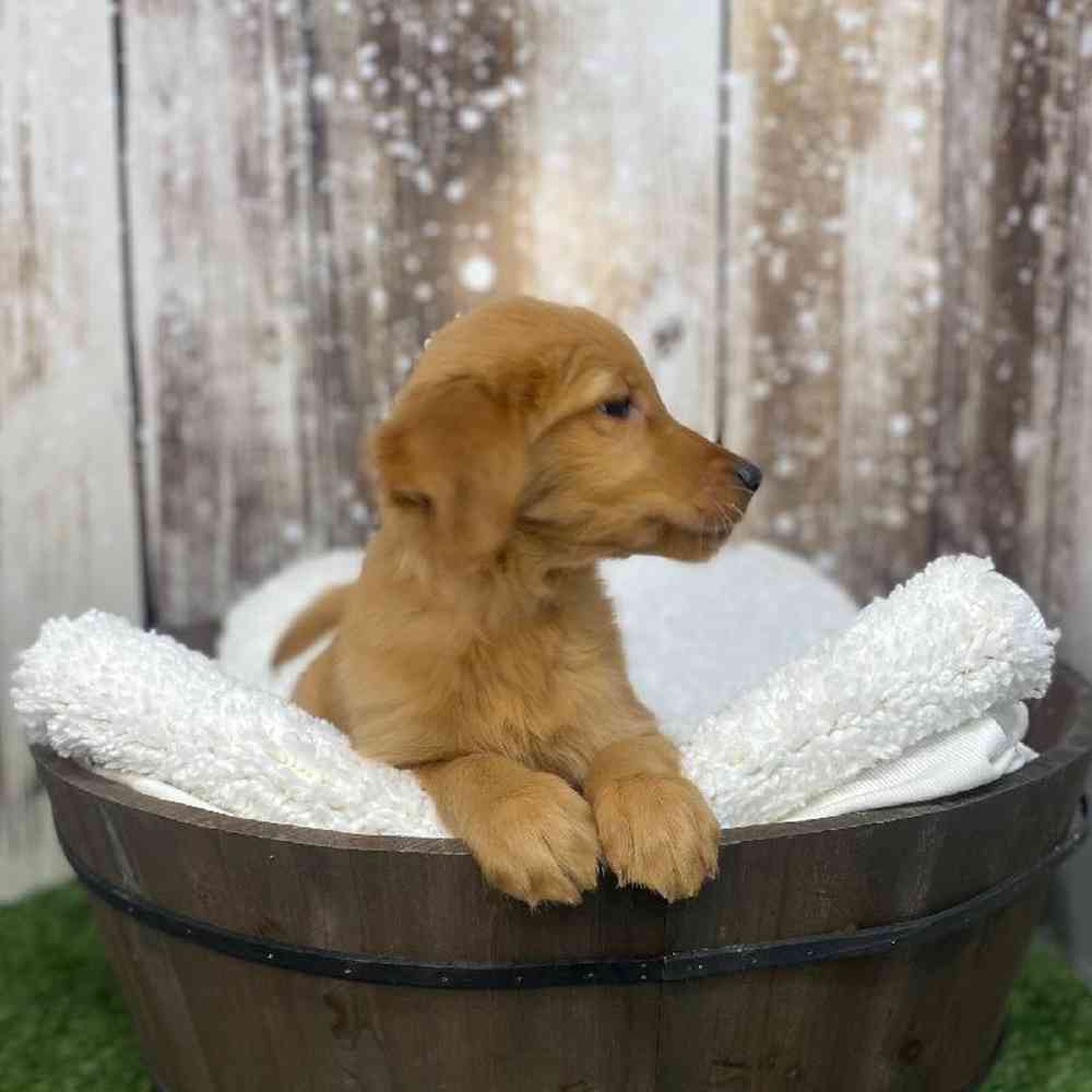 Female Golden Retriever Puppy for Sale in Saugus, MA