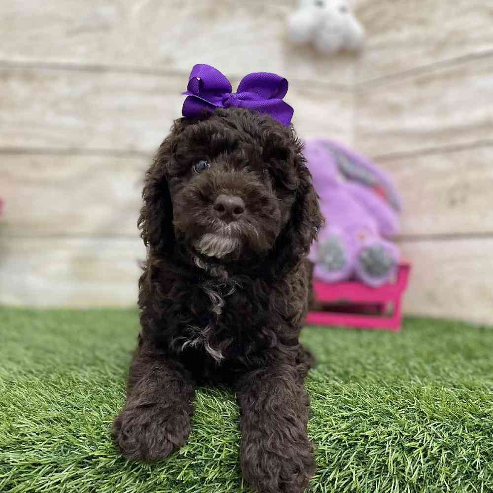 Female Mini Labradoodle 2nd Gen Puppy for Sale in Braintree, MA