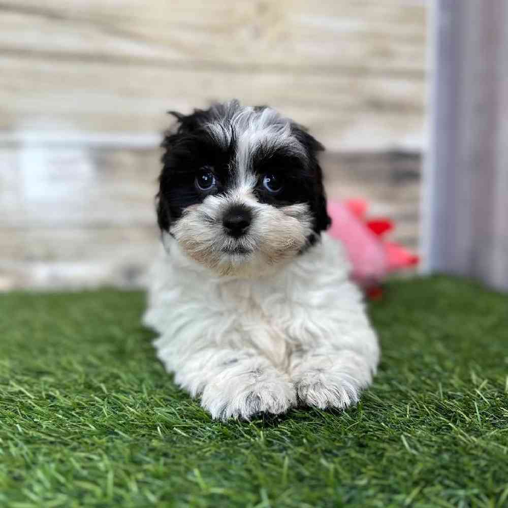 Female Shih-Poo Puppy for Sale in Saugus, MA