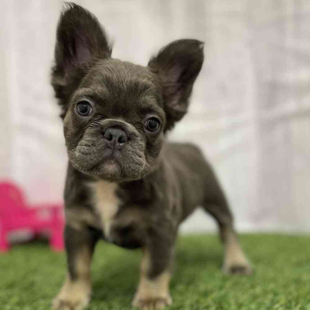Female French Bulldog Puppy for Sale in Braintree, MA
