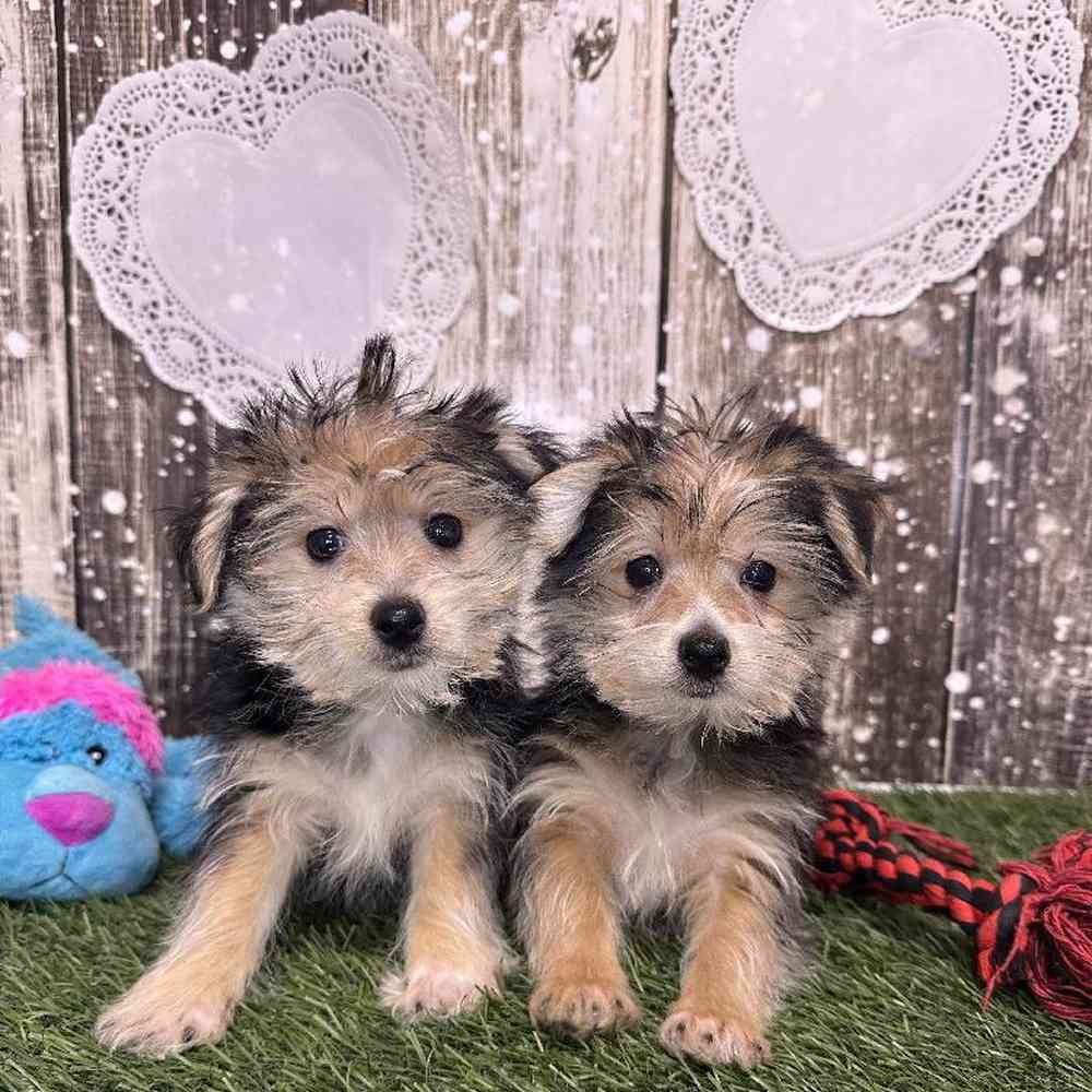 Male Morkie Puppy for Sale in Saugus, MA