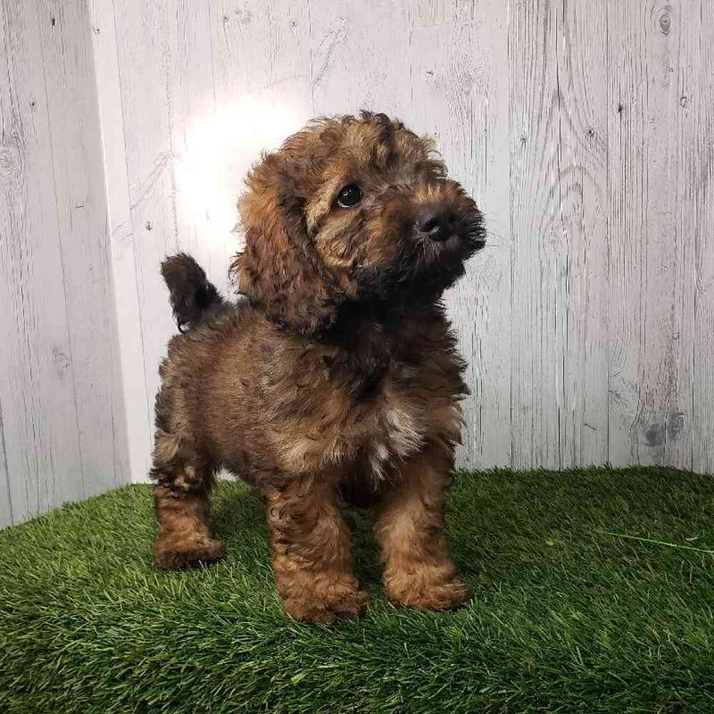 Male Mini Goldendoodle 2nd Gen Puppy for sale