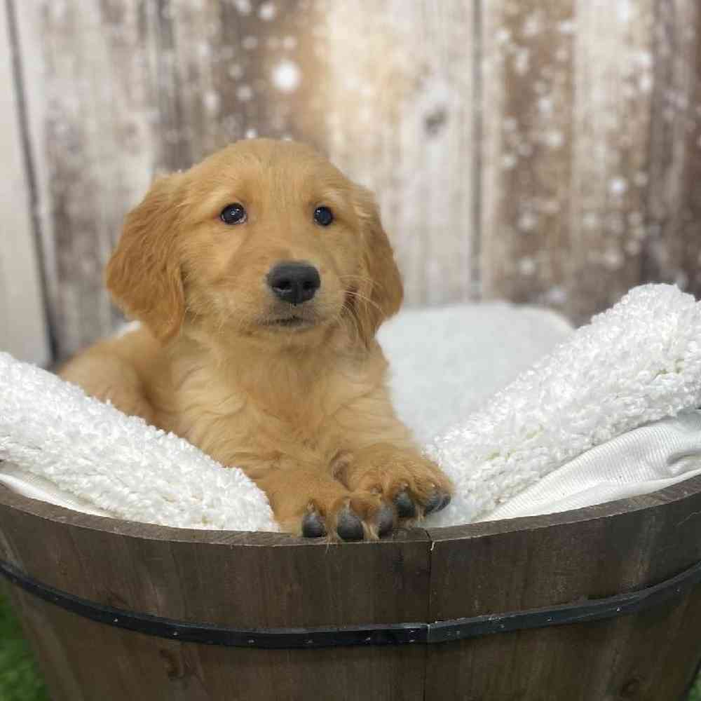 Male Golden Retriever Puppy for Sale in Saugus, MA