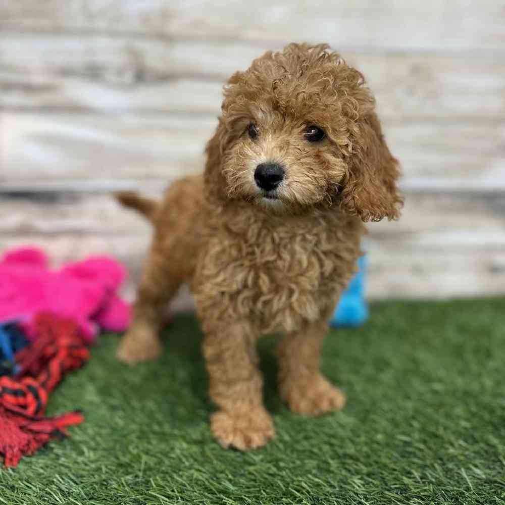 Female Mini Labradoodle 2nd Gen Puppy for Sale in Saugus, MA