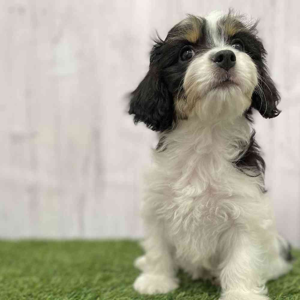 Female Cavachon Puppy for Sale in Braintree, MA