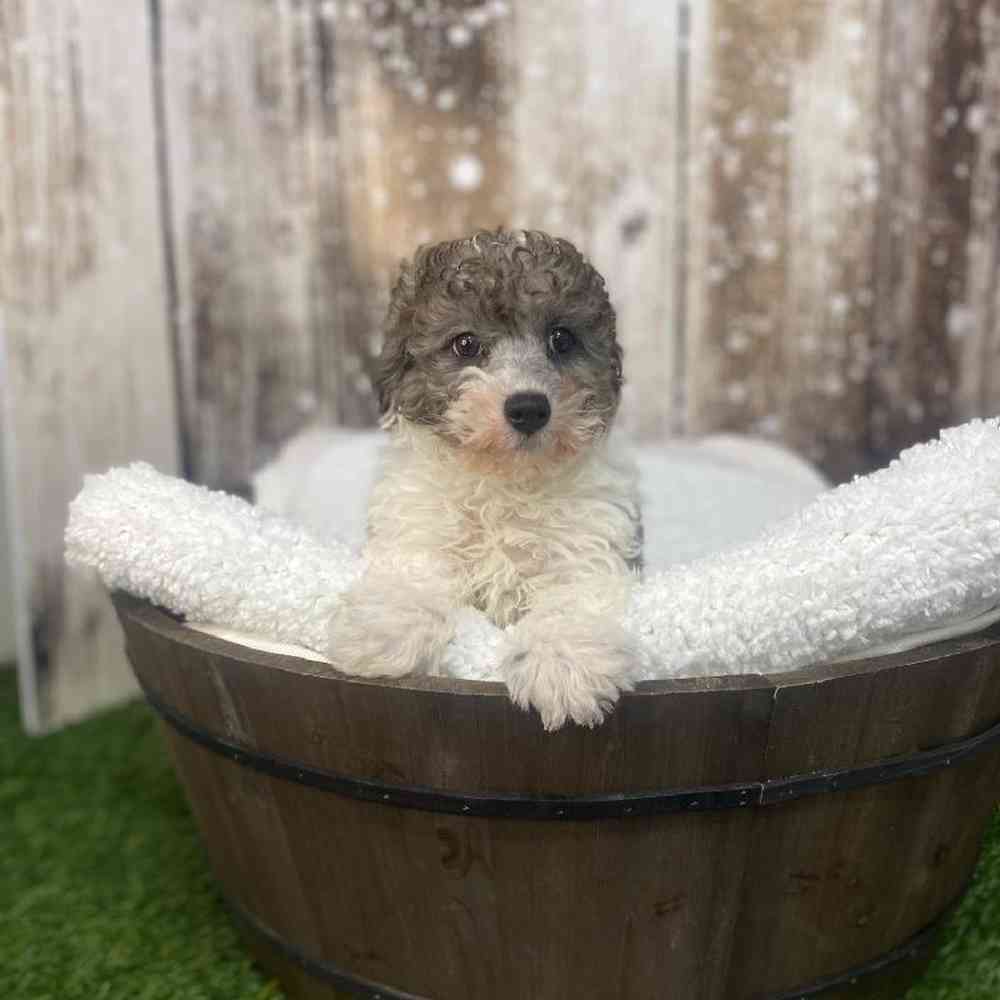 Male Cavachon Puppy for Sale in Saugus, MA