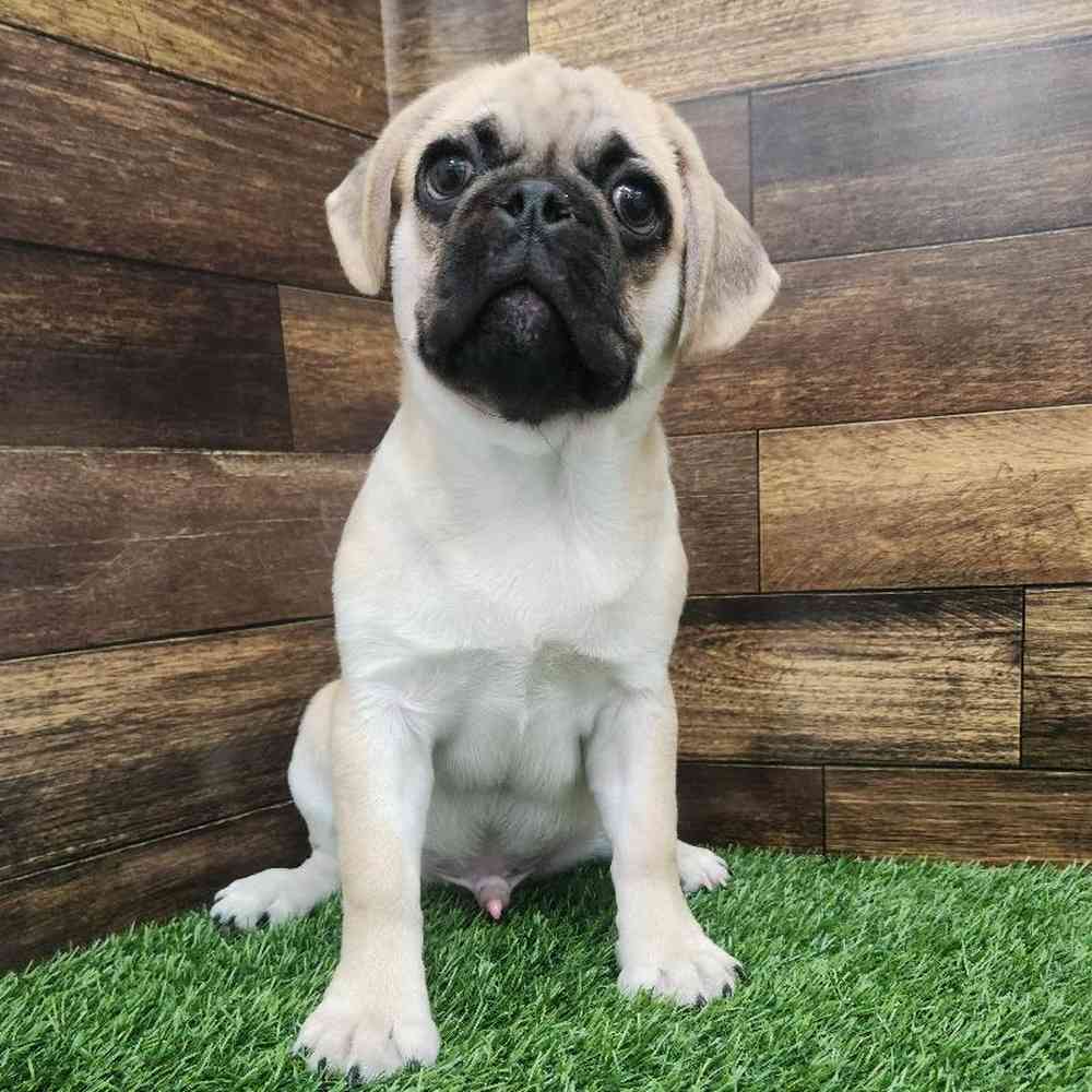 Male Pug Puppy for Sale in Braintree, MA