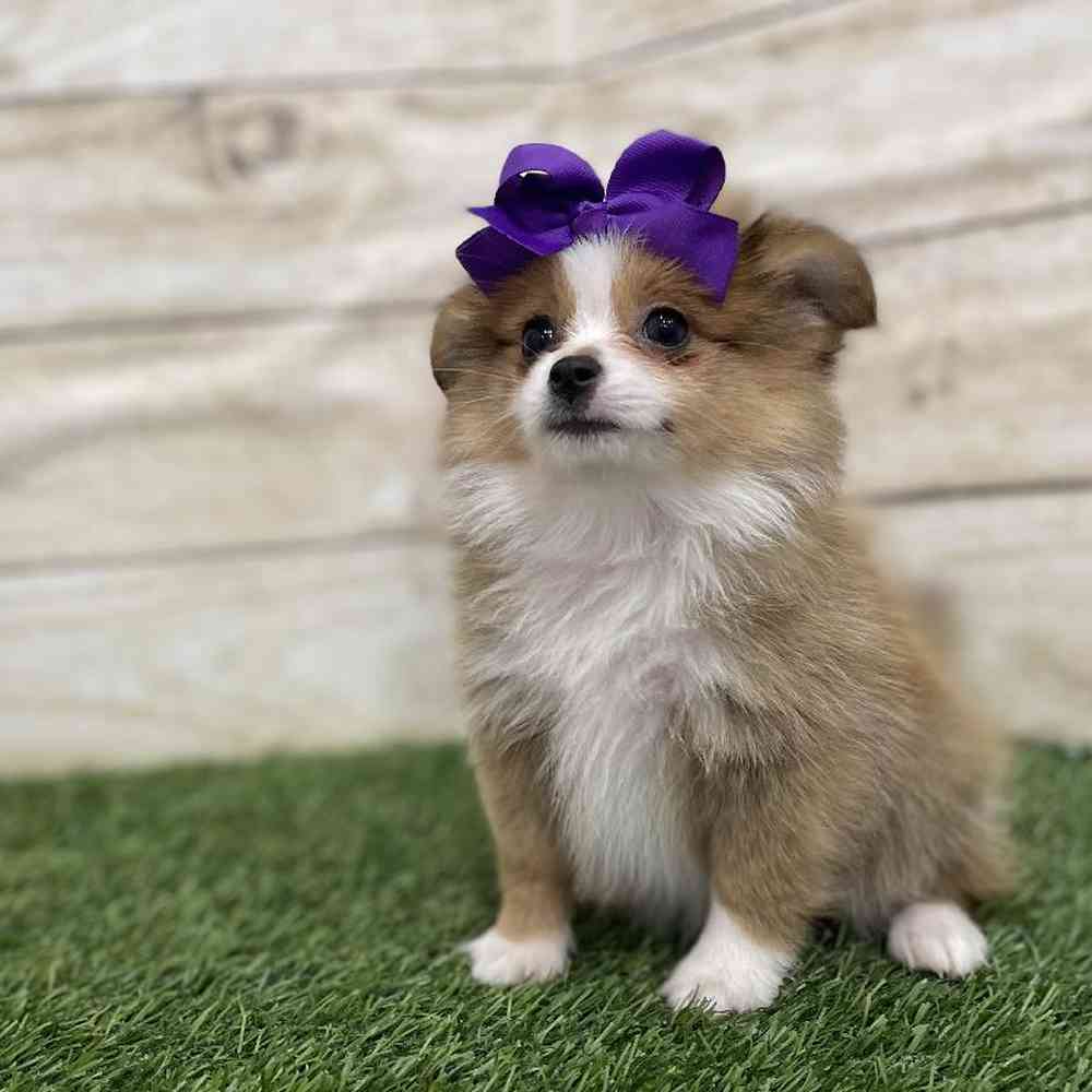 Female Aussie Pom Puppy for Sale in Braintree, MA