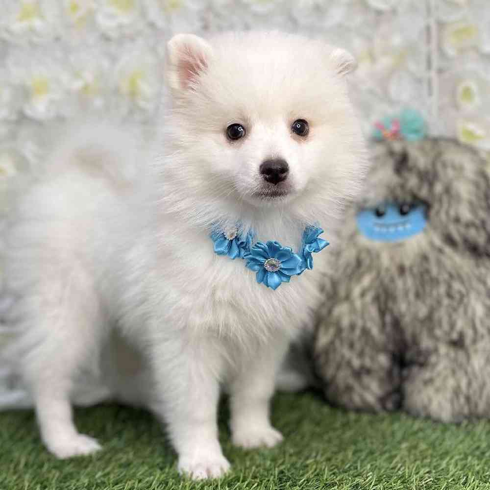 Female American Eskimo Puppy for Sale in Braintree, MA