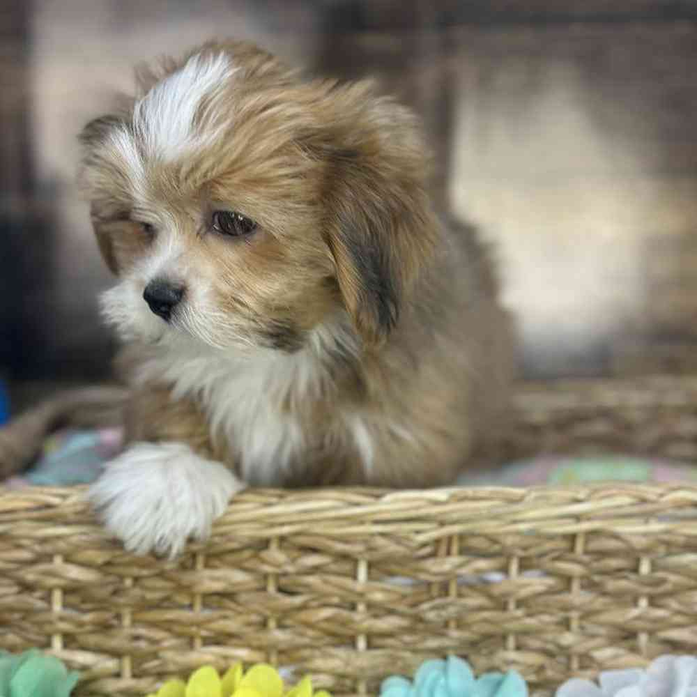 Female Lhasa Apso Puppy for Sale in Saugus, MA