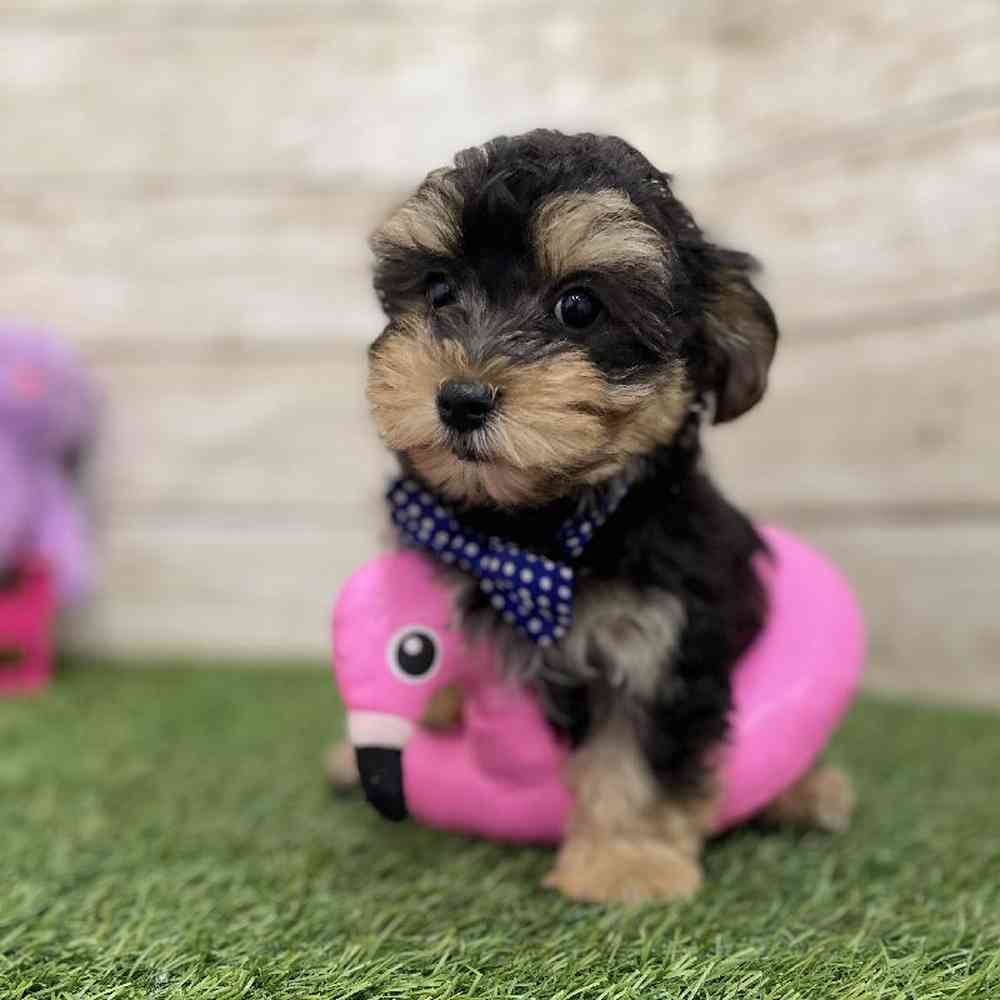 Male Morkie Puppy for Sale in Braintree, MA