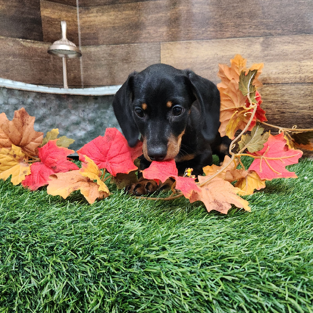 Male Dachshund Puppy for Sale in Braintree, MA