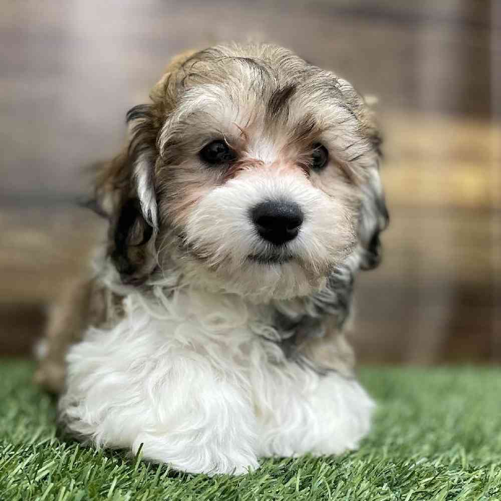 Male Hava-Chon Puppy for Sale in Braintree, MA