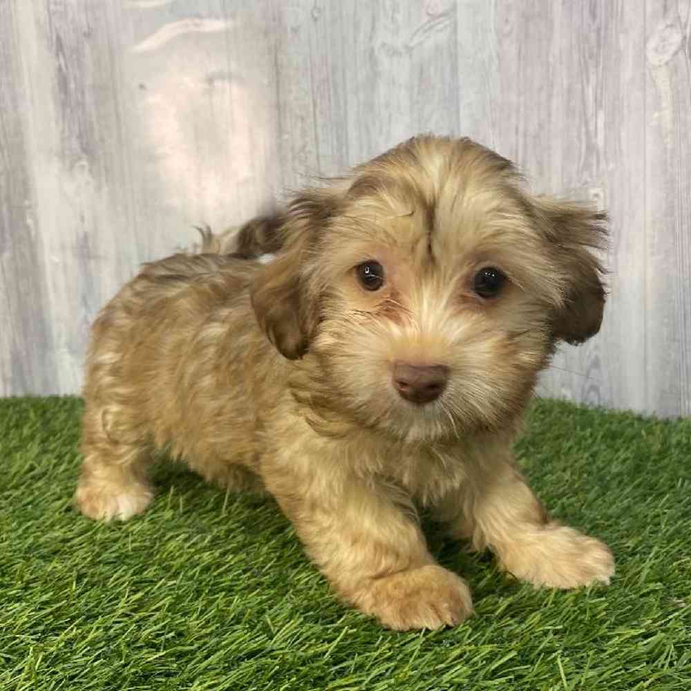 Female Havanese Puppy for Sale in Saugus, MA