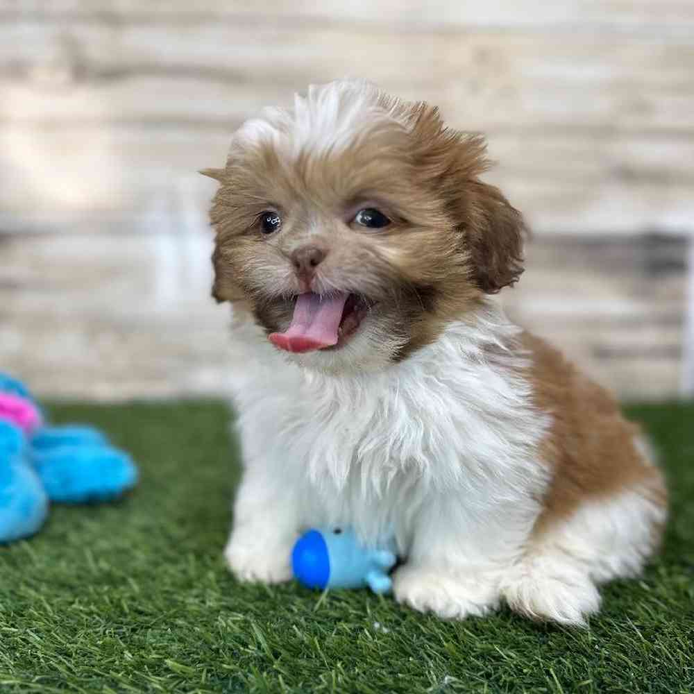 Male Shih Tzu Puppy for Sale in Saugus, MA