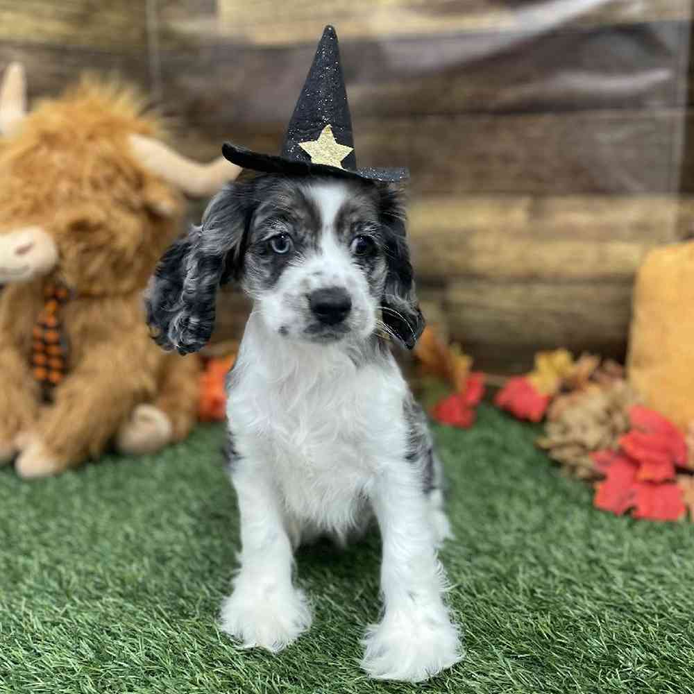 Female Cocker Spaniel Puppy for Sale in Braintree, MA