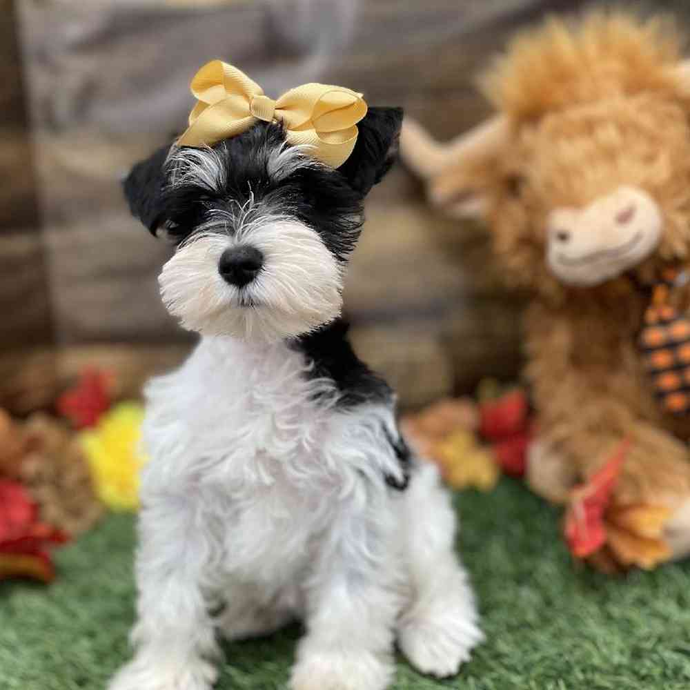Female Miniature Schnauzer Puppy for Sale in Braintree, MA