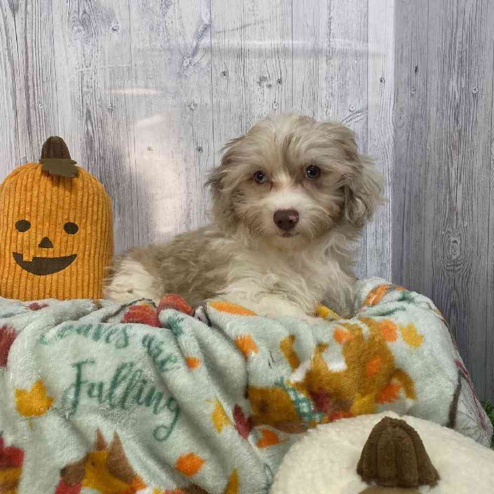 Male Havapoo Puppy for Sale in Saugus, MA