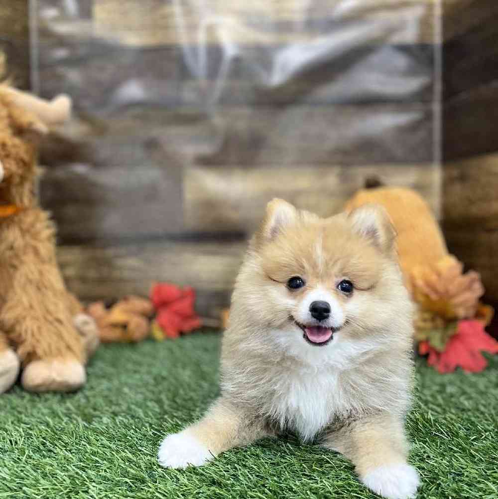 Female Pomeranian Puppy for Sale in Braintree, MA