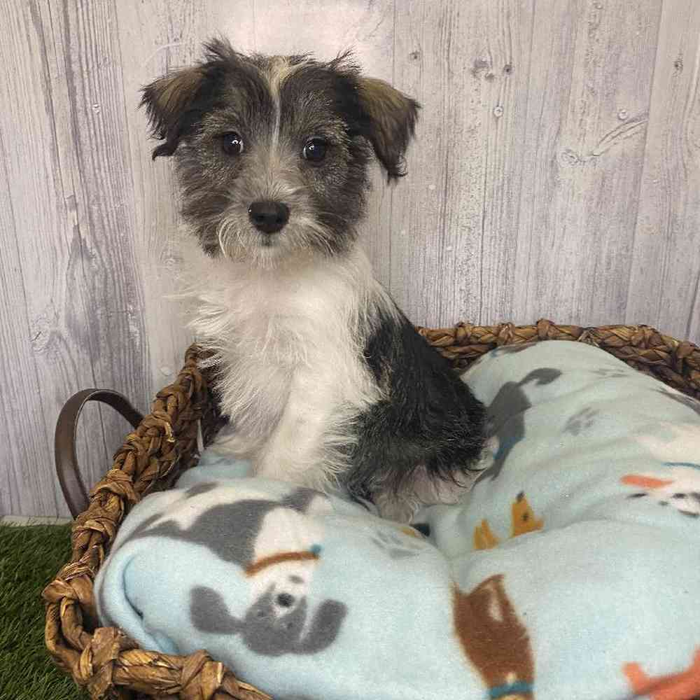 Female Miniature Schnauzer Puppy for Sale in Saugus, MA